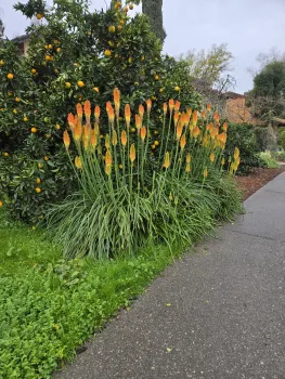 Kniphofia (Red Hot Poker)