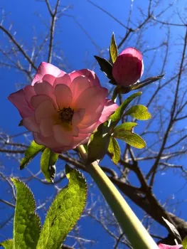 A beautiful hellebore, photographed from ground level. Laura Kling