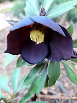 A deep purple hellebore bloom. J. Alosi