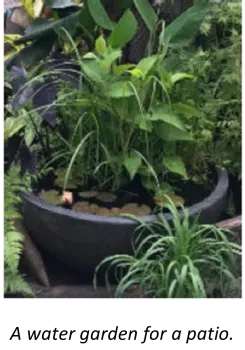 Water garden