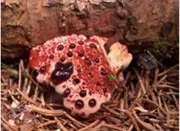 Bleeding Tooth Fungus