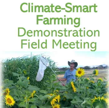 Climate-Smart Farming Image of Farmer with butterfly net surrounded by yellow sumflowers.