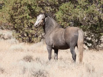 Wild horse in Devil's Garden