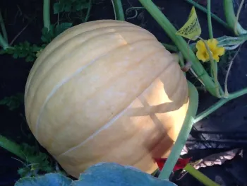 Young Atlantic Giant pumpkin