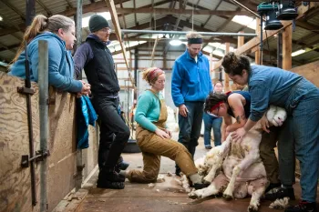 photo of shearing school participants watching as a sheep is sheared