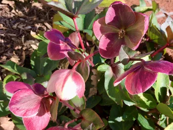 Helleborus foetidus flowers