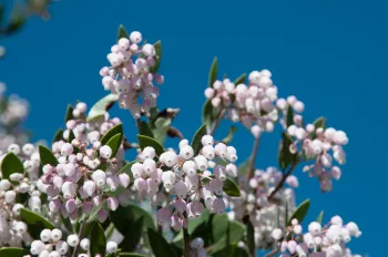 Manzanita in bloom