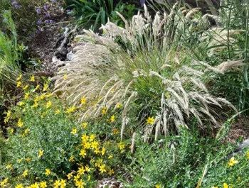California native grasses for home garden habitat