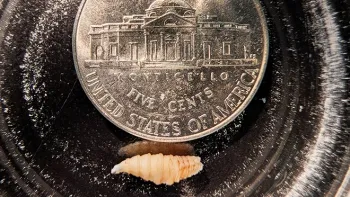 New World Screwworm larva next to a nickel for size comparison; the larva is half the nickel's diameter