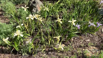 Native Iris
