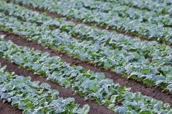 Organic broccoli plants in a field