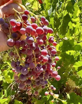 Hand picked grape cluster