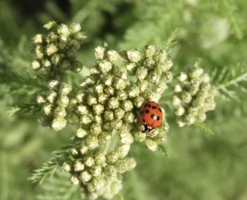 Adult ladybeetle.