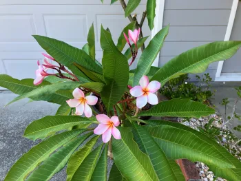 Plumeria rubra 