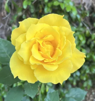 Rose Yellow Courtesy Lisa Phillips