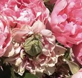 Rose exhibiting phyllody