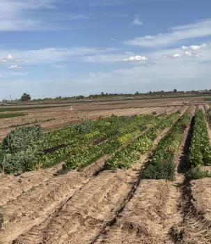 Sembradios de lechuga