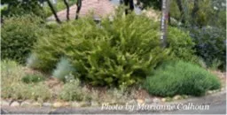 Native toyons, California lilacs and manzanitas