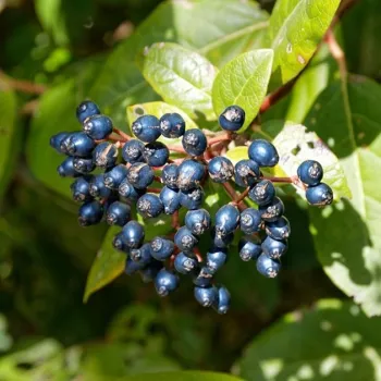 Viburnum tinus seed pods or fruits