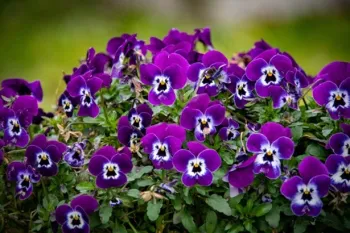 Violets 