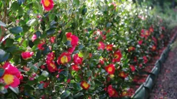 Winter-blooming camellias 