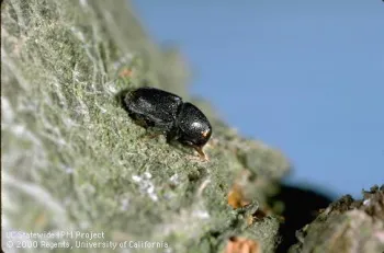 Small black beetle