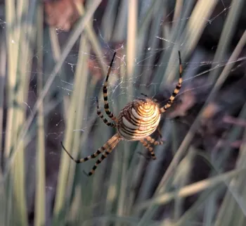 beneficial garden spiders