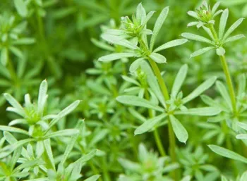 ipm management advice for weeds in the garden