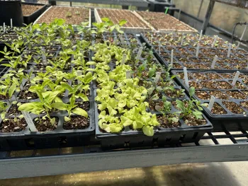 Sow lettuce seeds indoors to germinate for succession planting