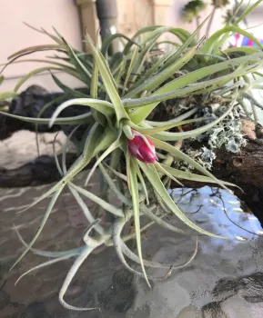 Tillandsia air plant blooms