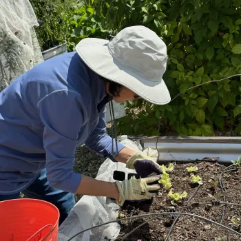 Lettuce seedlings need water and protection in outdoor garden beds