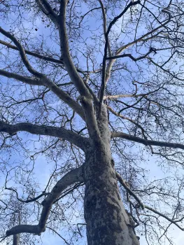 Look up at this time of year to see the branch structure of deciduous sycamore trees.