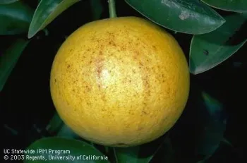 Brown stippling on a grapefruit caused by frost. UC IPM
