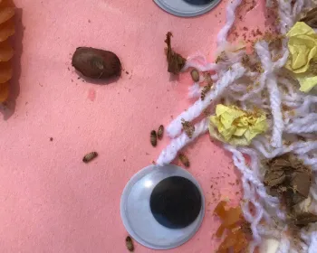 Carpet beetle larvae on pink paper, part of an art piece that used yarn, noodles, and beans.