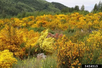 Many orange and yellow shrubs covering a field.