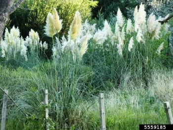 Large clumps of grass with plumes of white flowers at the tips.