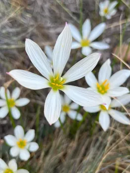 Photo of blossoms on an Argentine rain lily.