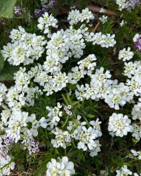 Photo of Candytuft Iberis sempervirens in bloom.