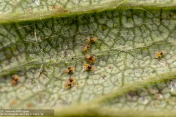 Yellowish and dark patched oval mites next to pale round eggs on a green leaf.