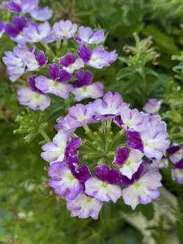 purple lantana plant