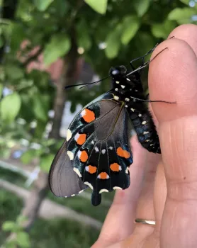 Photo of a pipevine swallowtail resting on a person's hand.