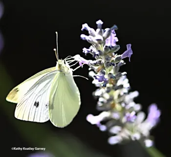 Cabbage white butterfly. (Photo by Kathy Keatley Garvey)