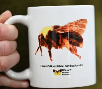 The Franklin's bumble bee cup. (Photo by Kathy Keatley Garvey)