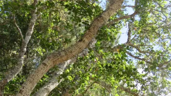 Oak tree with green leaves.