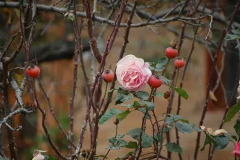 pink rose on stems