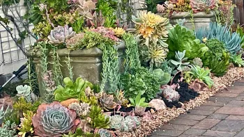 succulent garden