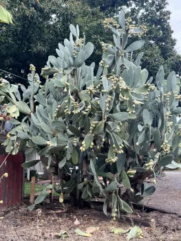 This huge cactus growing in a sunny, south-facing Chico Avenues yard is in exactly the right place. J.C. Lawrence
