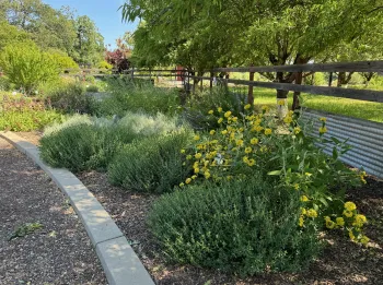 The Summer Dry Garden area of the Demo Garden, shown here in May, has many examples of sun-loving plants with low water needs. Laura Kling