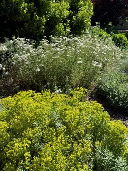 These native plants in the Demonstration Garden have been given plenty of room to grow in full sun. Laura Kling