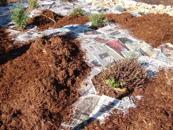 Fitting sheet mulching around existing plants. Eve Werner